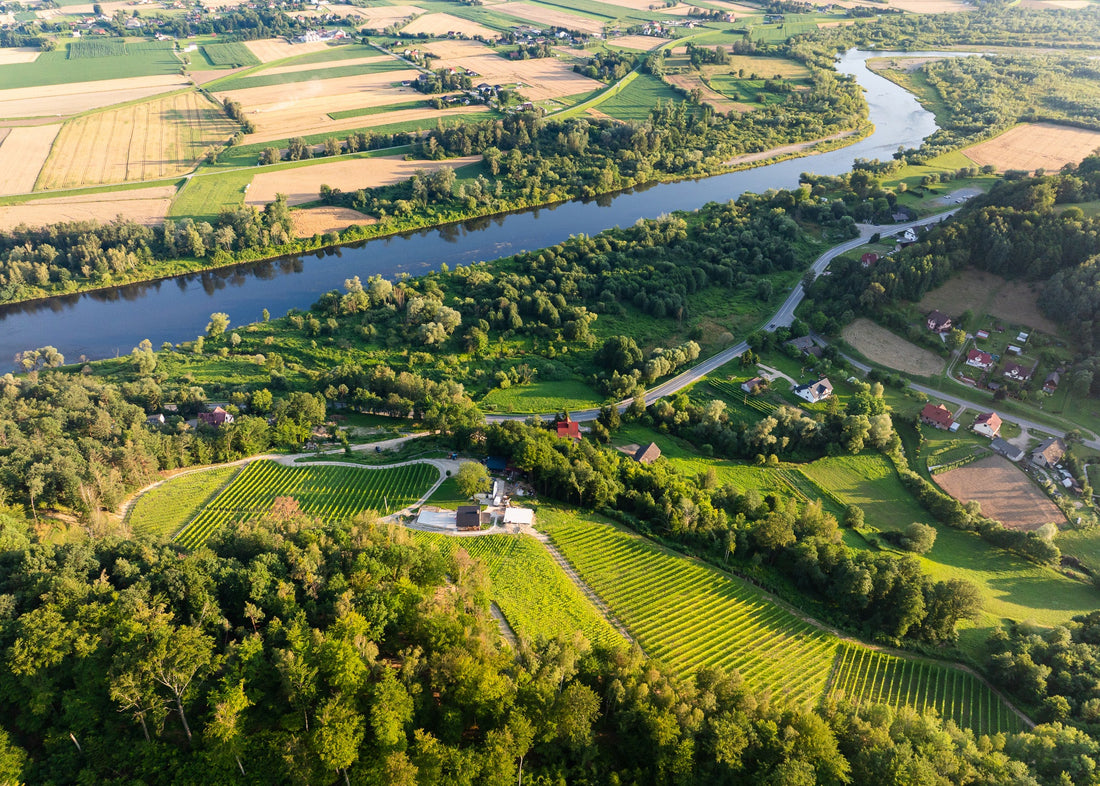 Polish Wine Is on the Rise: Meet Talaska Vineyard, Poland’s Hidden Gem